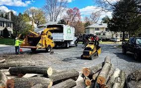 Best Root Management and Removal  in Folcroft, PA