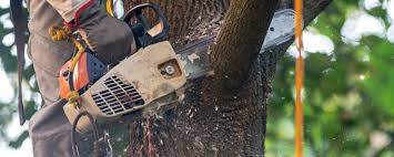 Best Tree Cabling and Bracing  in Folcroft, PA