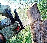 Best Tree Trimming and Pruning  in Folcroft, PA