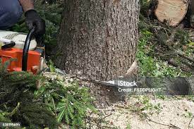 Best Firewood Processing and Delivery  in Folcroft, PA