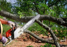 Best Lawn Watering Services  in Folcroft, PA