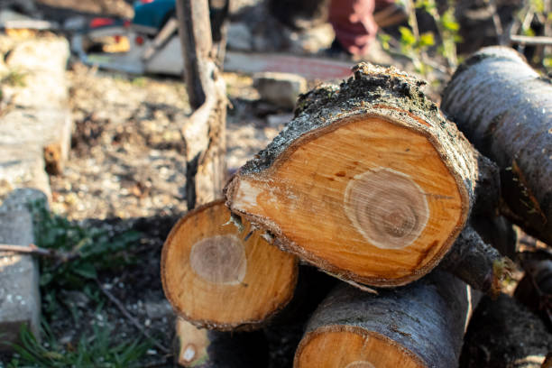 Best Tree Removal  in Folcroft, PA