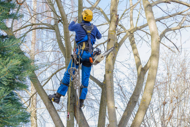 Best Fruit Tree Pruning  in Folcroft, PA