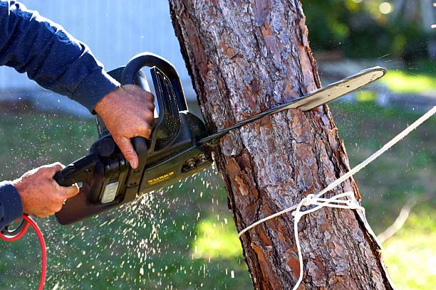 Best Lawn Irrigation Installation and Maintenance  in Folcroft, PA