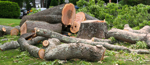 Best Arborist Consultation Services  in Folcroft, PA