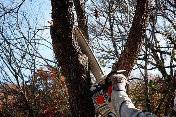 Best Weed Control  in Folcroft, PA