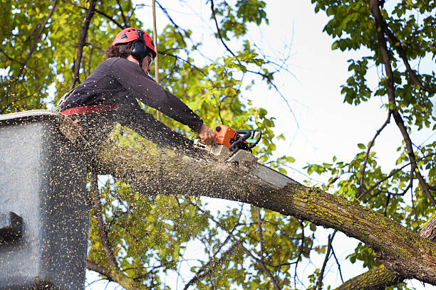 Best Hazardous Tree Removal  in Folcroft, PA