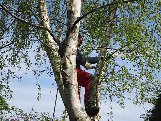 Folcroft, PA Tree Care Company