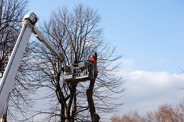 Best Hedge Trimming  in Folcroft, PA