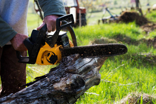 How Our Tree Care Process Works  in  Folcroft, PA