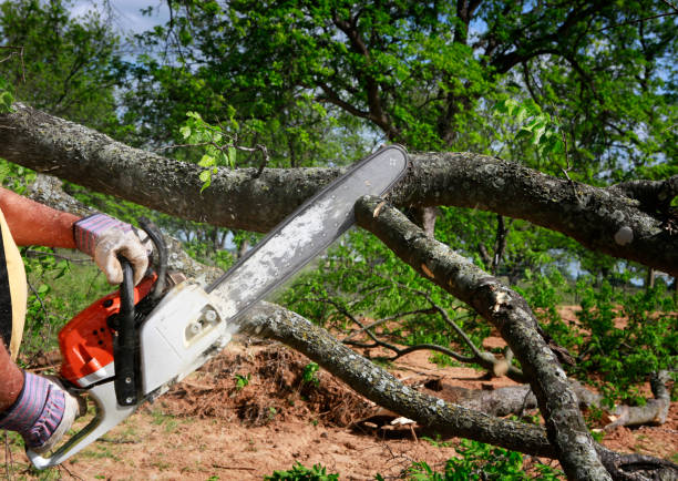 Best Tree Disease Treatment  in Folcroft, PA